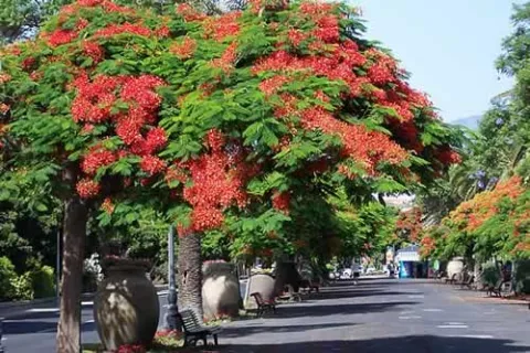 flamboyano